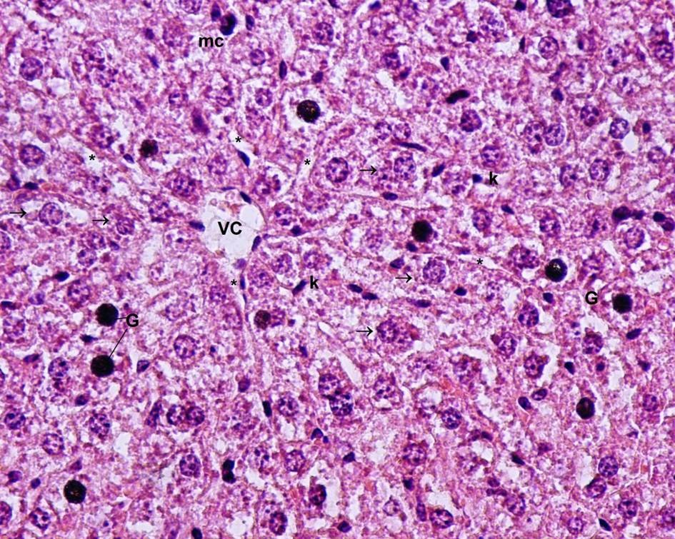Light microscopic view of hepatic tissue of Group C (control)-figure-1